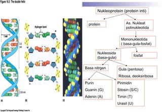 PERTEMUAN KE-14 SUBSTANSI GENETIK .ppt