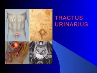 TRACTUSTRACTUS
URINARIUSURINARIUS
 
