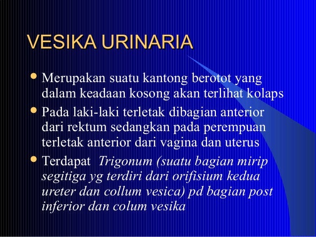 anatomi sistema urinaria