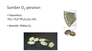 Sumber O2 perairan
• Fotosintesis
CO2 + H2O C6H12O6+ 6O2
• Atmosfer difusi O2
 