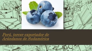 Perú, tercer exportador de
Arándanos de Sudamérica
 