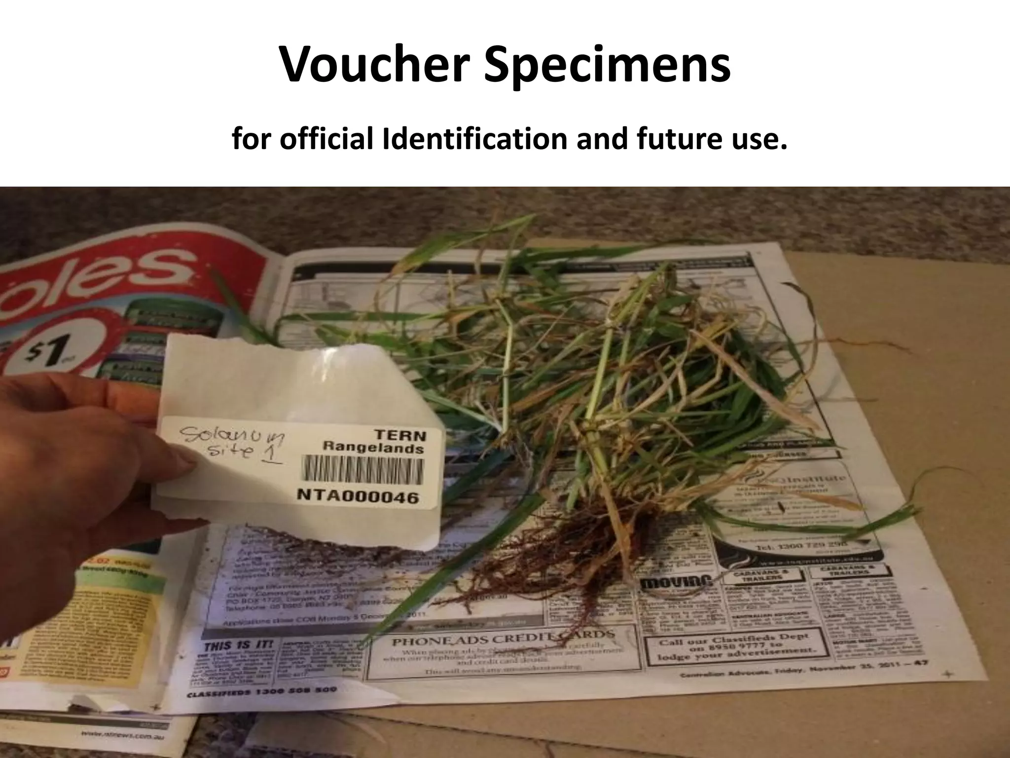 Voucher Specimens
for official Identification and future use.
 