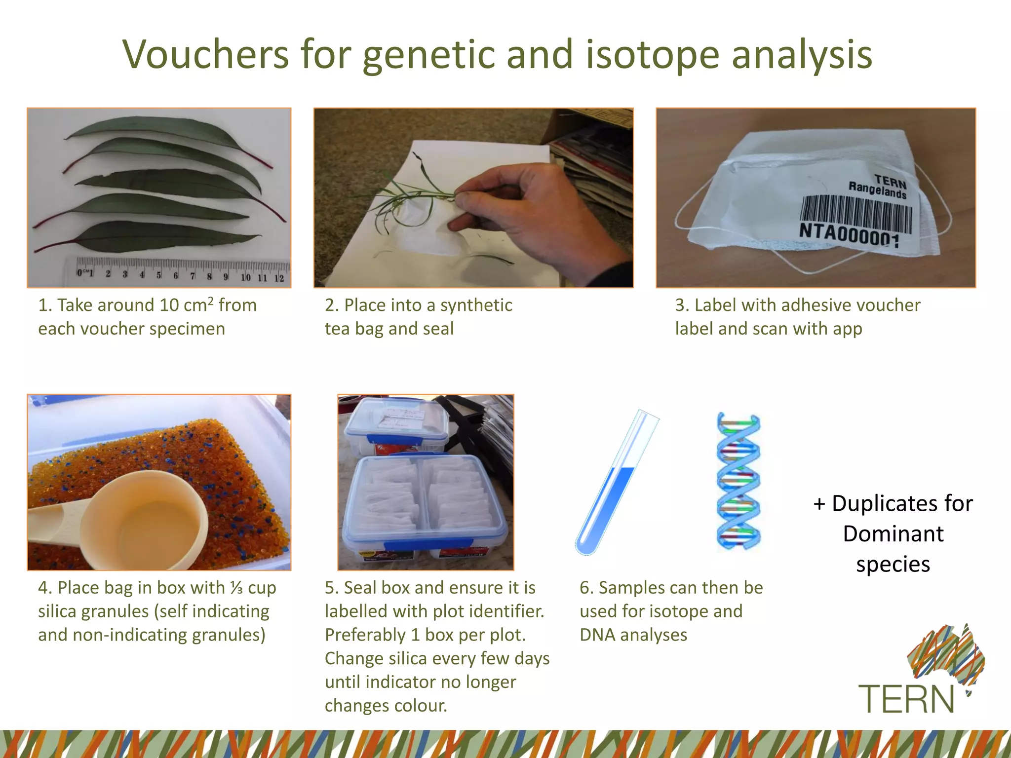 Vouchers for genetic and isotope analysis
1. Take around 10 cm2 from
each voucher specimen
2. Place into a synthetic
tea bag and seal
3. Label with adhesive voucher
label and scan with app
4. Place bag in box with ⅓ cup
silica granules (self indicating
and non-indicating granules)
5. Seal box and ensure it is
labelled with plot identifier.
Preferably 1 box per plot.
Change silica every few days
until indicator no longer
changes colour.
6. Samples can then be
used for isotope and
DNA analyses
+ Duplicates for
Dominant
species
 