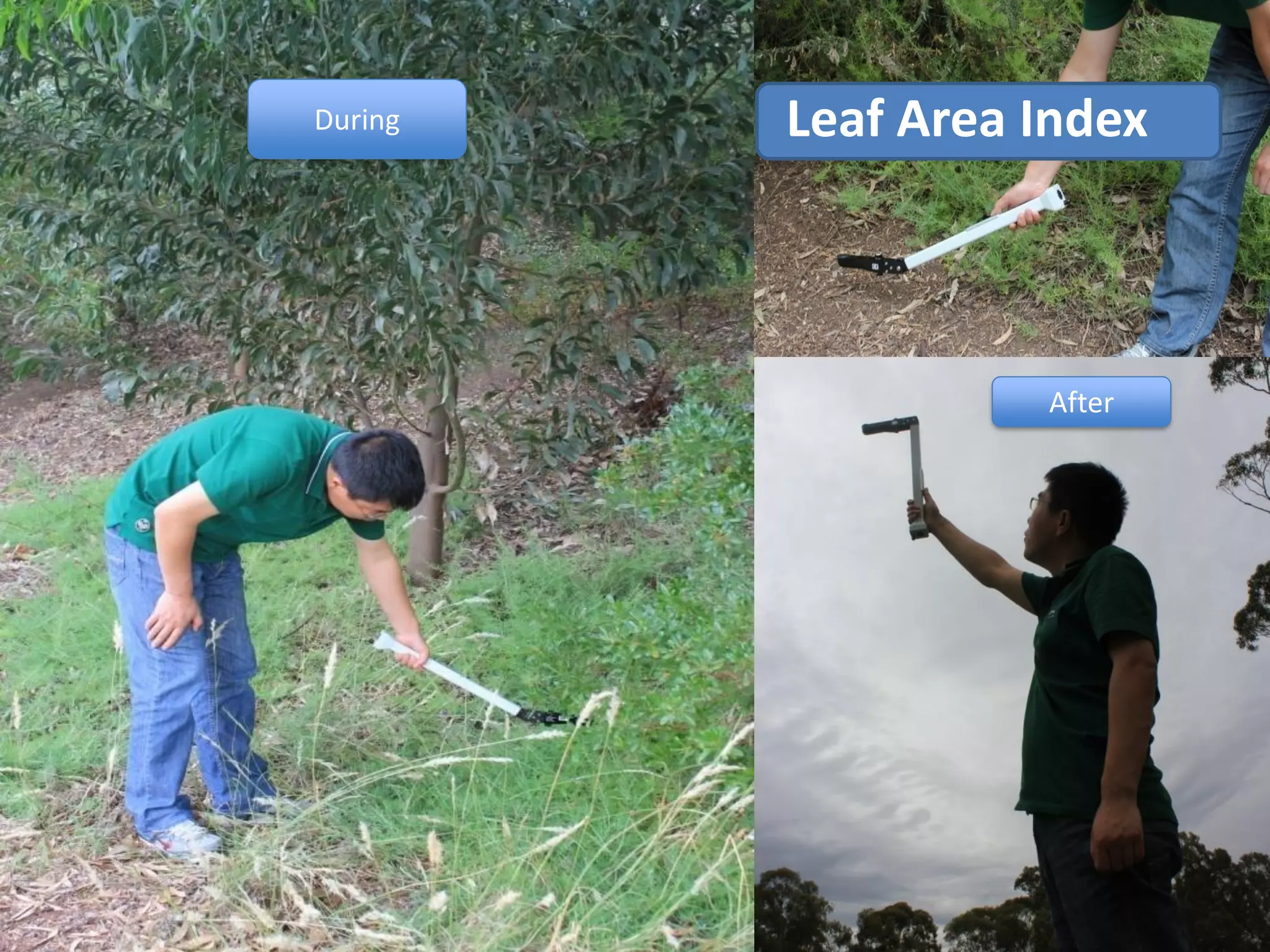 During
After
Leaf Area Index
 