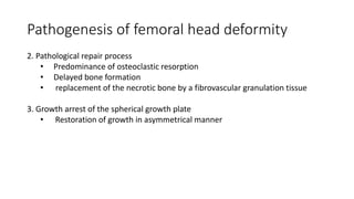 Pathogenesis of femoral head deformity
2. Pathological repair process
• Predominance of osteoclastic resorption
• Delayed bone formation
• replacement of the necrotic bone by a fibrovascular granulation tissue
3. Growth arrest of the spherical growth plate
• Restoration of growth in asymmetrical manner
 
