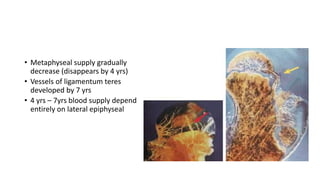 • Metaphyseal supply gradually
decrease (disappears by 4 yrs)
• Vessels of ligamentum teres
developed by 7 yrs
• 4 yrs – 7yrs blood supply depend
entirely on lateral epiphyseal
vessels
 