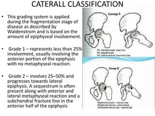 CATERALL CLASSIFICATION
• This grading system is applied
during the fragmentation stage of
disease as described by
Waldenstrom and is based on the
amount of epiphyseal involvement.
• Grade 1 – represents less than 25%
involvement, usually involving the
anterior portion of the epiphysis
with no metaphyseal reaction.
• Grade 2 – involves 25–50% and
progresses towards lateral
epiphysis. A sequestrum is often
present along with anterior and
lateral metaphyseal reaction and a
subchondral fracture line in the
anterior half of the epiphysis
 