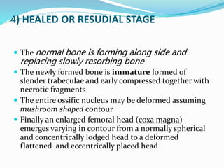 4) HEALED OR RESUDIAL STAGE
 The normal bone is forming along side and
replacing slowly resorbing bone
 The newly formed bone is immature formed of
slender trabeculae and early compressed together with
necrotic fragments
 The entire ossific nucleus may be deformed assuming
mushroom shaped contour
 Finally an enlarged femoral head (coxa magna)
emerges varying in contour from a normally spherical
and concentrically lodged head to a deformed
flattened and eccentrically placed head
 