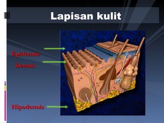 Lapisan kulit Epidermis Dermis Hipodermis 