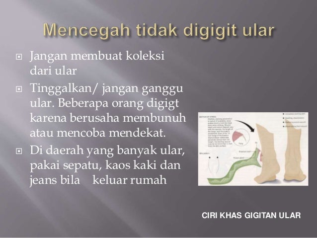 Pertolongan pertama pada gigitan ular Pertolongan pertama pada gigitan ular