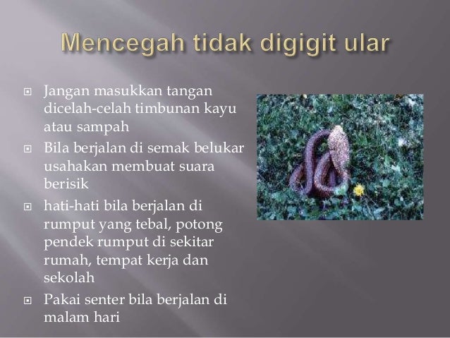 Pertolongan pertama pada gigitan ular Pertolongan pertama pada gigitan ular