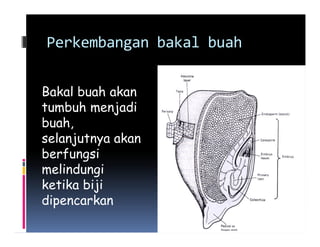 Perkembangan bakal buah


Bakal buah akan
tumbuh menjadi
buah,
selanjutnya akan
berfungsi
melindungi
ketika biji
dipencarkan
 