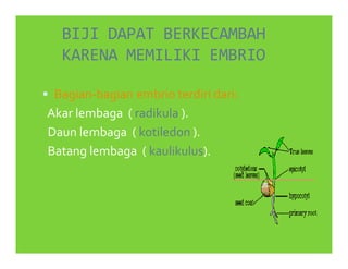 BIJI DAPAT BERKECAMBAH
  KARENA MEMILIKI EMBRIO

 Bagian-bagian embrio terdiri dari:
Akar lembaga ( radikula ).
Daun lembaga ( kotiledon ).
Batang lembaga ( kaulikulus).
 