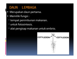 DAUN      LEMBAGA
 Merupakan daun pertama.
 Memiliki fungsi :
* tempat penimbunan makanan.
* untuk fotosintesis.
* alat pengisap makanan untuk embrio.
 