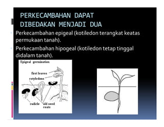 PERKECAMBAHAN DAPAT
 DIBEDAKAN MENJADI DUA
Perkecambahan epigeal (kotiledon terangkat keatas
permukaan tanah).
Perkecambahan hipogeal (kotiledon tetap tinggal
didalam tanah).
 