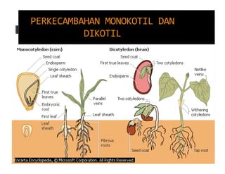 PERKECAMBAHAN MONOKOTIL DAN
          DIKOTIL
 