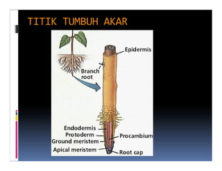 TITIK TUMBUH AKAR
 
