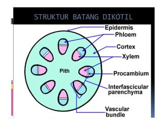STRUKTUR BATANG DIKOTIL
 