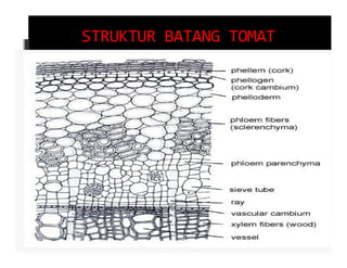 STRUKTUR BATANG TOMAT
 