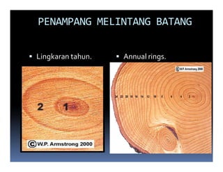 PENAMPANG MELINTANG BATANG


Lingkaran tahun.   Annual rings.
 