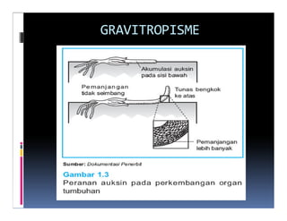 GRAVITROPISME
 