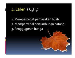 4. Etilen ( C2H2)

1. Mempercepat pemasakan buah
2. Mempertebal pertumbuhan batang
3. Pengguguran bunga
 