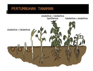 PERTUMBUHAN TANAMAN
 