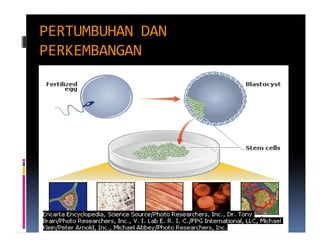 PERTUMBUHAN DAN
PERKEMBANGAN
 