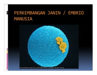 PERKEMBANGAN JANIN / EMBRIO
MANUSIA
 