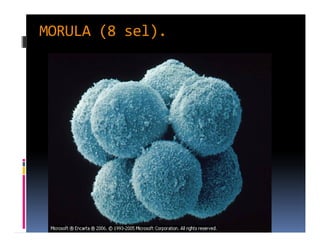 MORULA (8 sel).
 