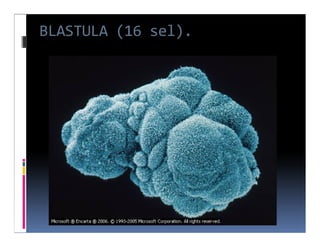 BLASTULA (16 sel).
 