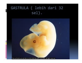 GASTRULA ( lebih dari 32
         sel).
 