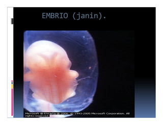 EMBRIO (janin).
 