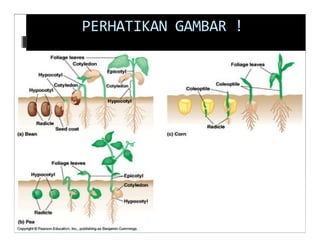 PERHATIKAN GAMBAR !
 