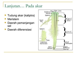 Lanjutan… Pada akar
   Tudung akar (kaliptra)
   Meristem
   Daerah pemanjangan
    sel
   Daerah diferensiasi
 