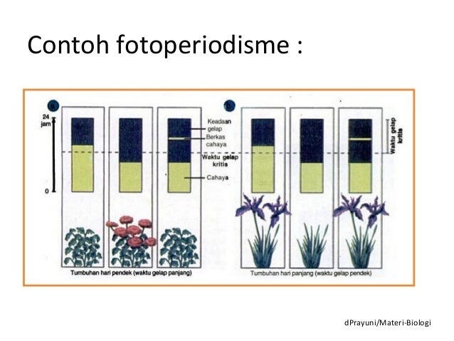 Pertumbuhan dan perkembangan