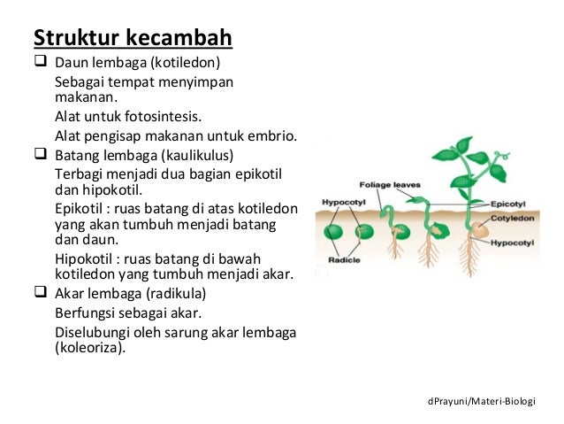 Pertumbuhan dan perkembangan