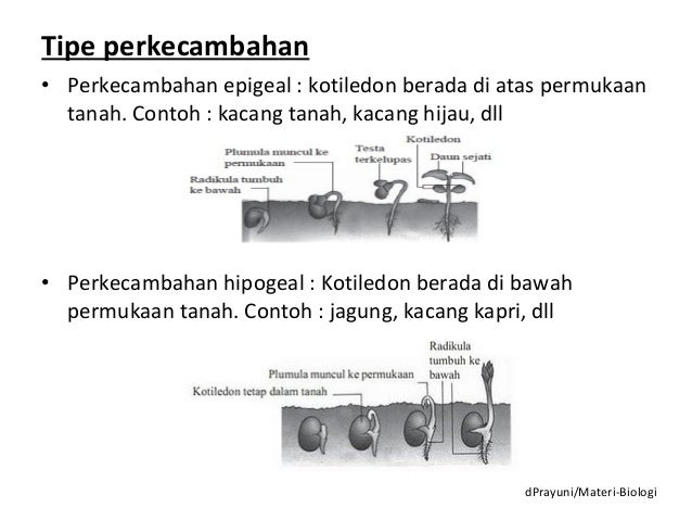 Pertumbuhan dan perkembangan