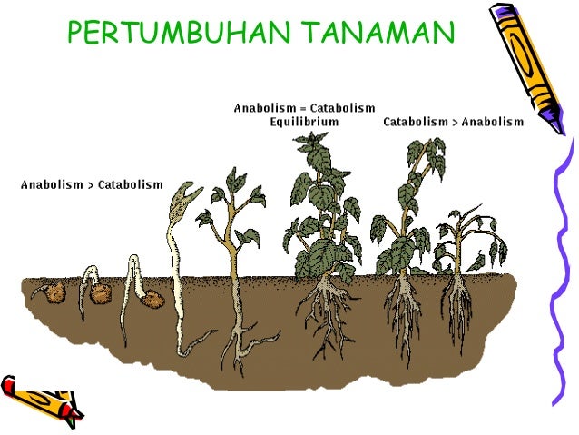 Pertumbuhan dan perkembangan