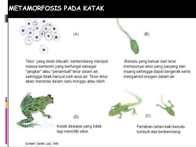 Pertumbuhan dan Perkembangan P Tri Nurcahyo S Si Pertumbuhan dan Perkembangan P Tri Nurcahyo S Si