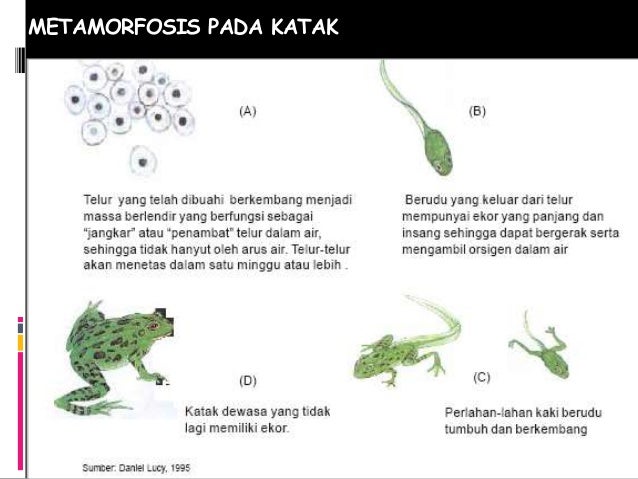 Pertumbuhan dan Perkembangan P Tri Nurcahyo S Si