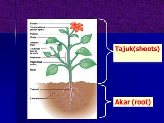 Akar (root)
Tajuk(shoots)
h
 