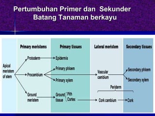 Pertumbuhan Primer dan Sekunder
Batang Tanaman berkayu
 