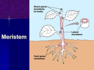 Meristem
 