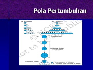 Pola Pertumbuhan
 