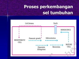 Proses perkembangan
sel tumbuhan
 