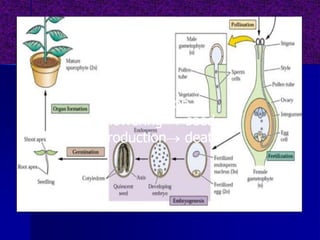 Germination 
flowering  seed
production death
 