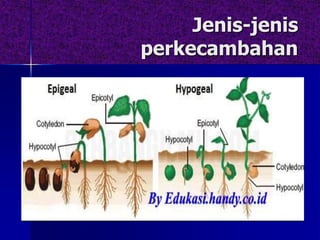 Jenis-jenis
perkecambahan
 