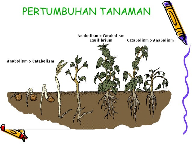 Pertumbuhan Dan Perkembangan Awal