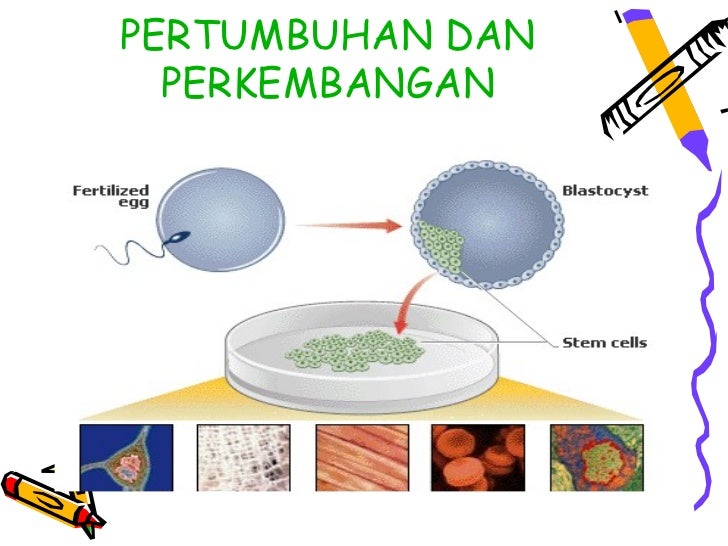Pertumbuhan dan perkembangan keseluruhan